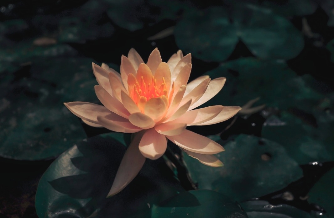 lotus-thai-massag-london