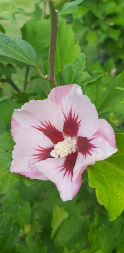 received_435719057767834